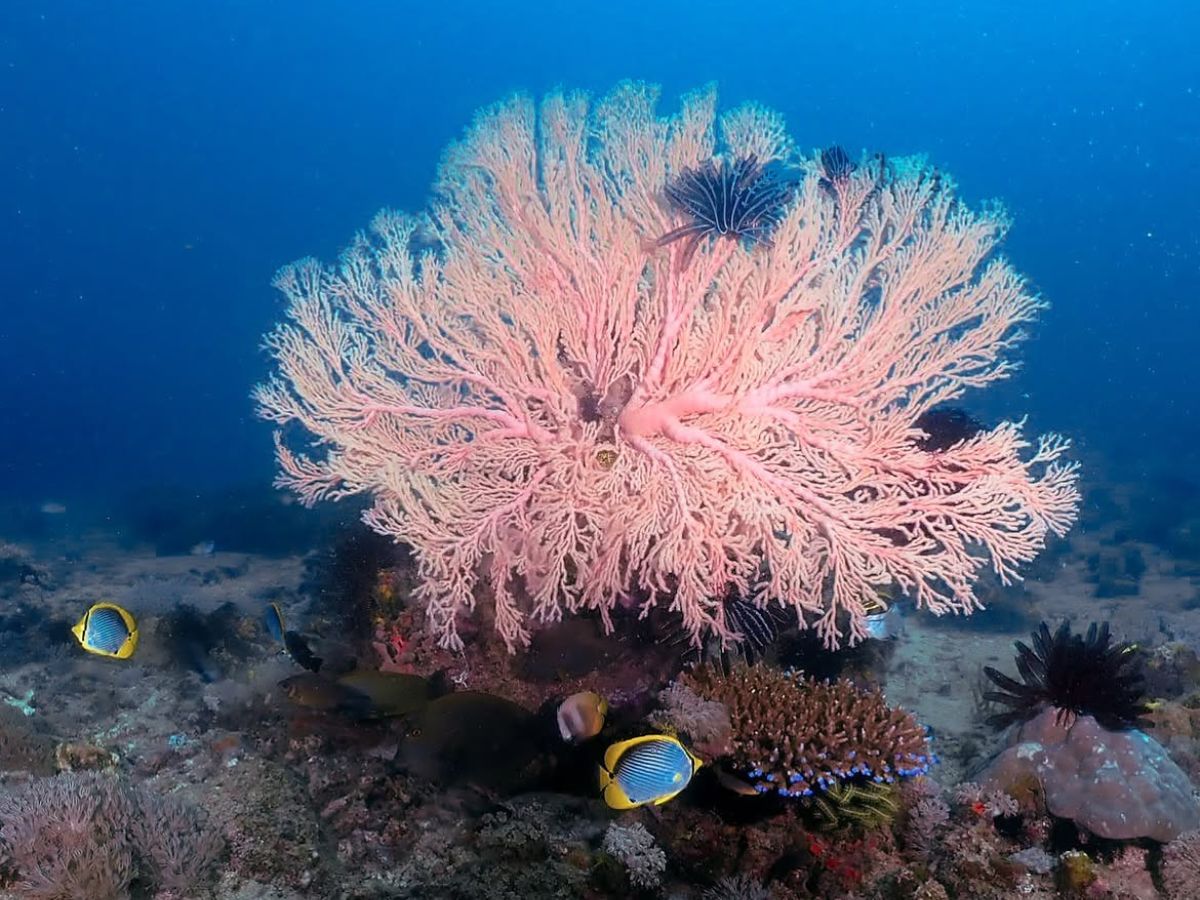 Beautiful Coral Reefs of West Lombok Secret Gilis