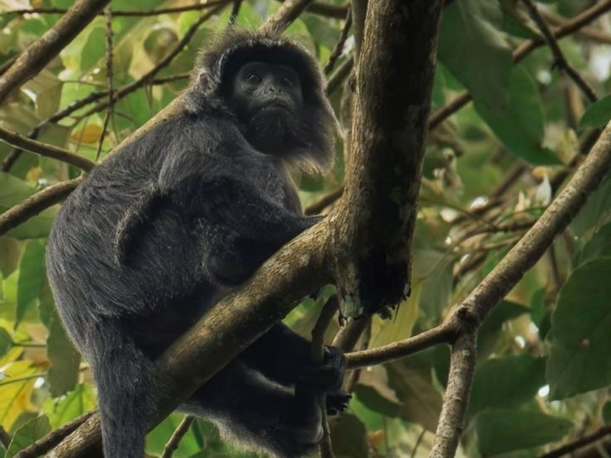 Black Monkey Forest in Tetebatu