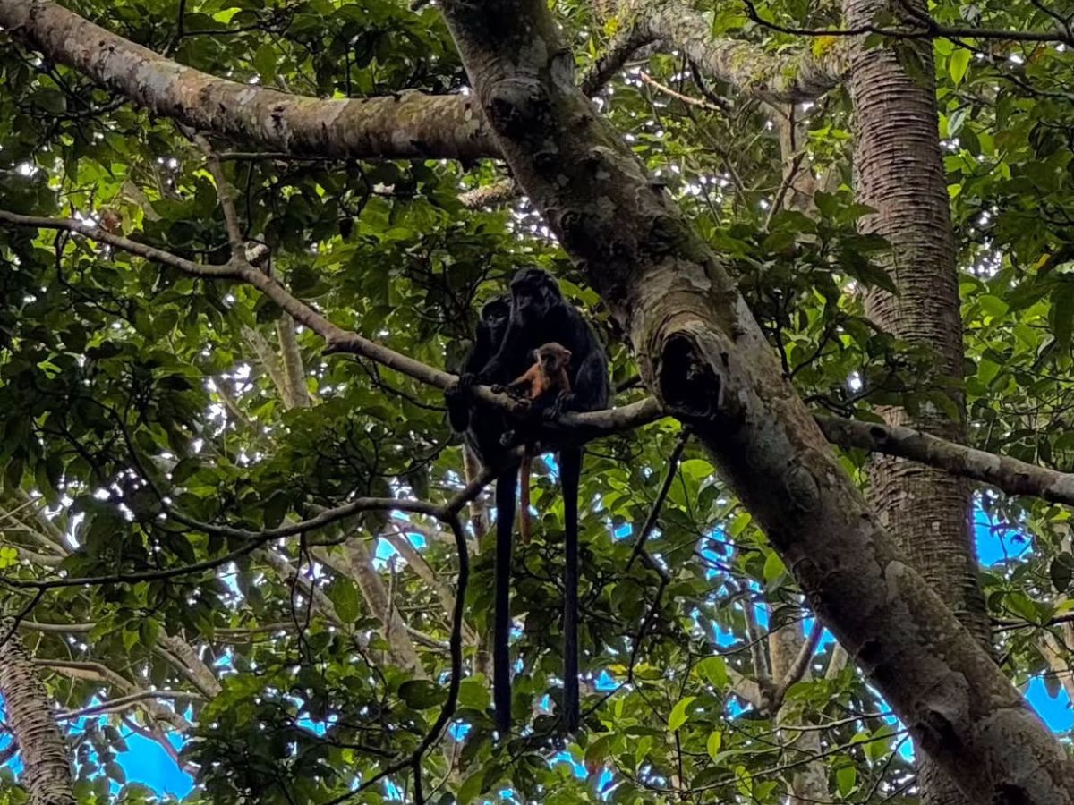 Tetebatu Monkey Forest
