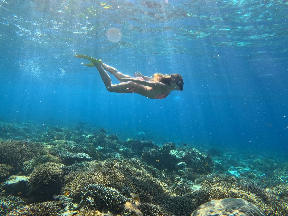 Tropical Fish of Gili Air, Lombok