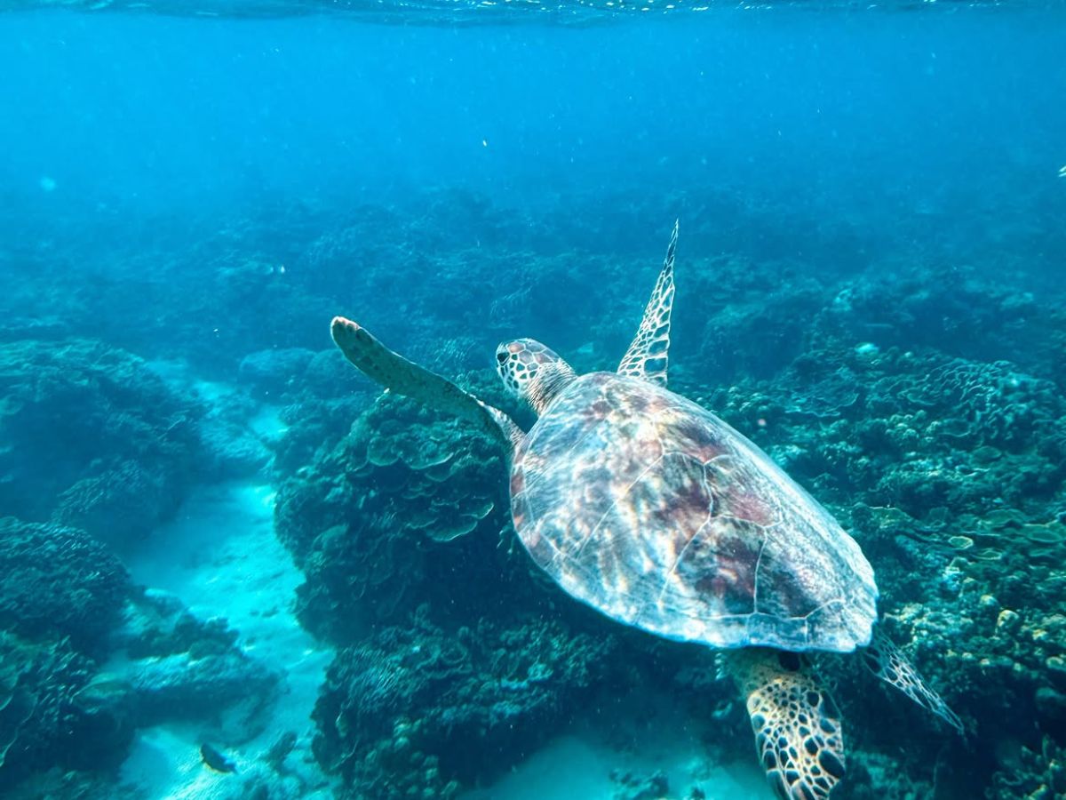 Underwater Paradise of Gili Air, Meno & Trawangan
