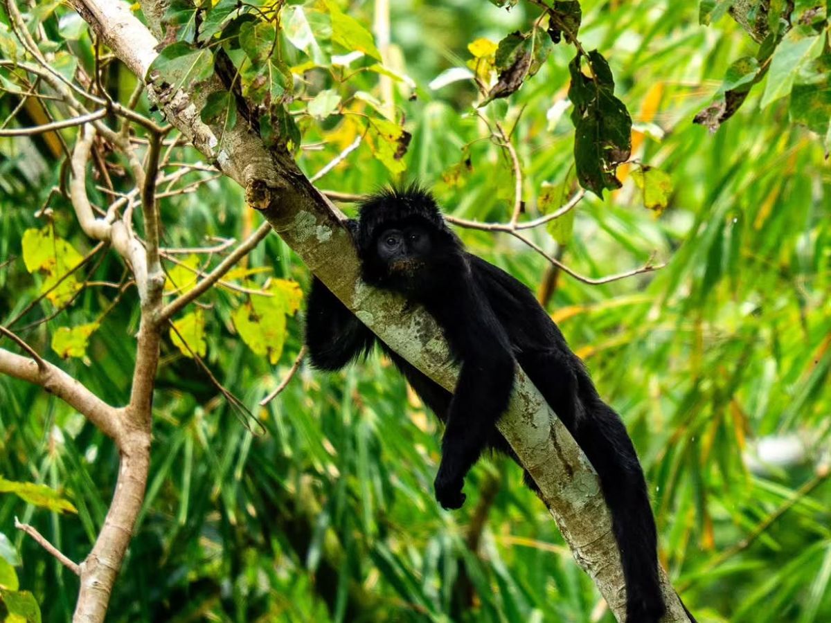 Wild Monkeys of Tetebatu Forest